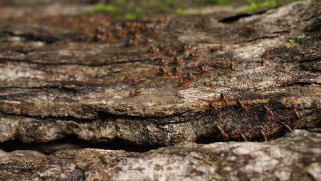 termites on a log