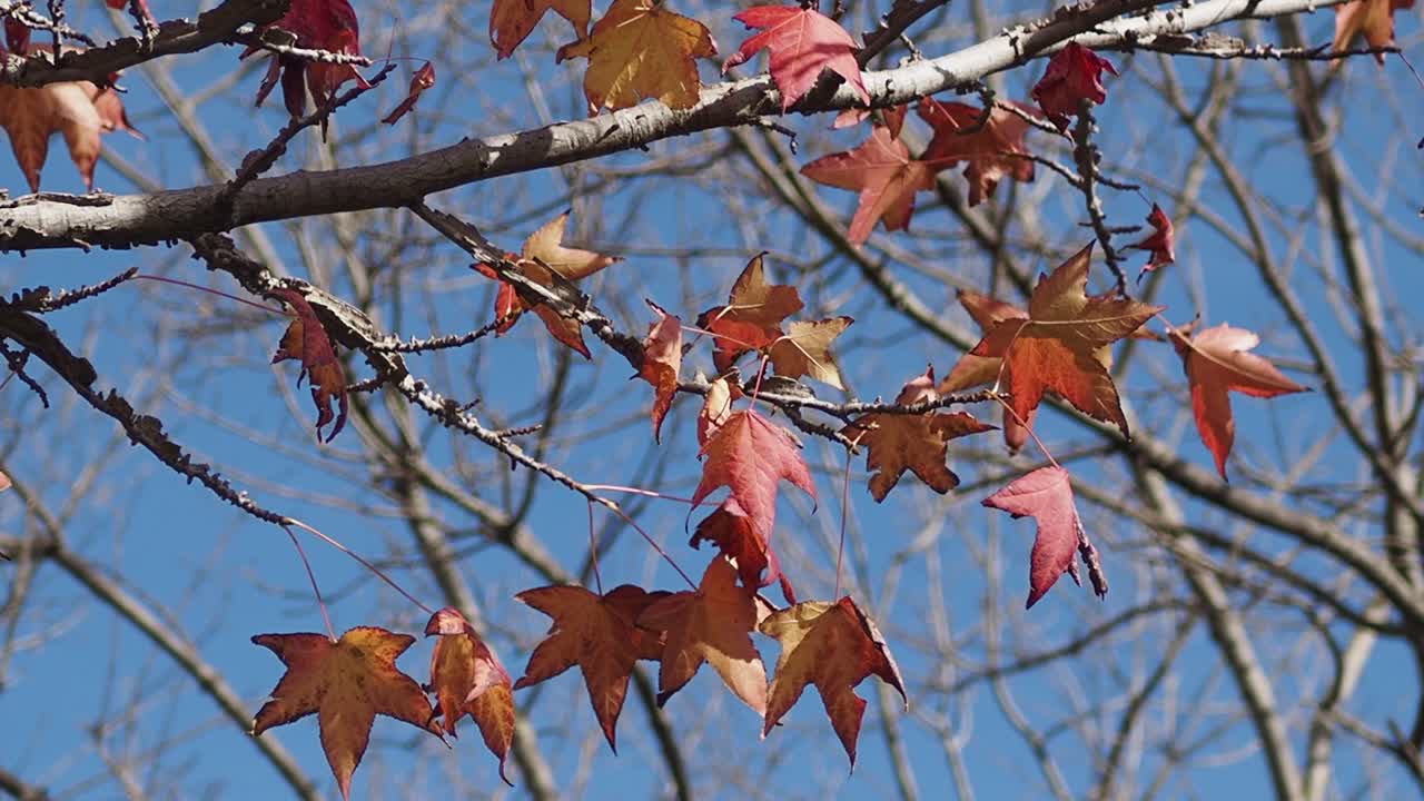 가을에 빨간색과 오렌지색 잎이 있는 나무 가지의 클로즈업