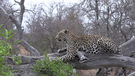 leopardo hembra yace sobre el tronco de un árbol caído y examina los alrededores