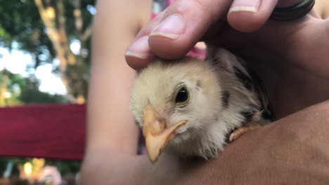 girl fingers closeup petting chick