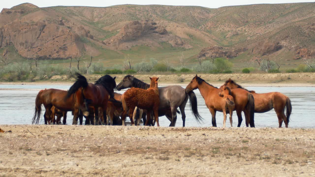 The enchanting world of free-range horses and playful baby foals as they converge by the fast-flowing river, having a refreshing drink in summer overcast weather. Majestic mountains as backdrop