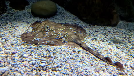 fanray stingray hiding in the sand on the rocky, sandy ocean floor