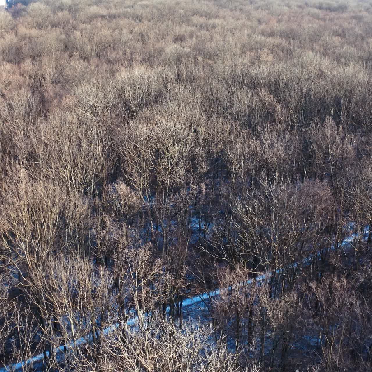 Forest without leaves in a sunny day. Natural landscape of winter forest. Aerial view. Motion camera back.