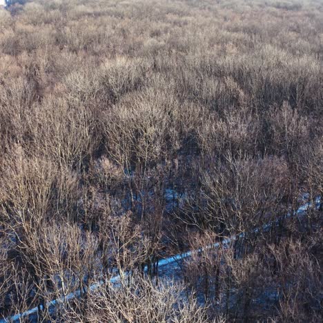 forest without leaves in a sunny day. natural landscape of winter forest. aerial view. motion camera back.