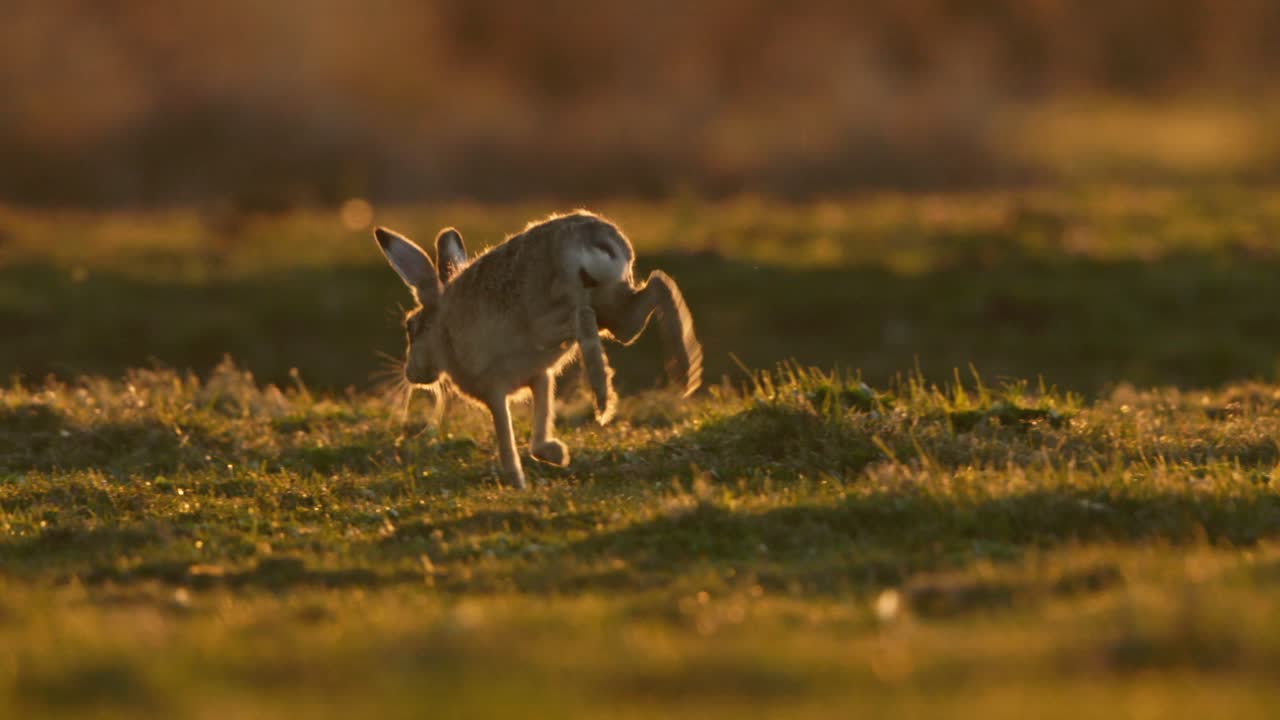 Hare at Sunset in a Meadow