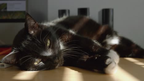 Tire-Hacia-Abajo-Con-El-Gato-Estirándose-En-El-Trabajo-Desde-El-Escritorio-De-Su-Casa