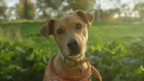 Well-behaved-and-obedient-dog-pet-listening-with-ears