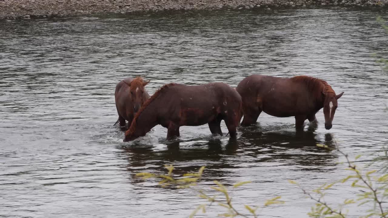 un caballo sumerge su cabeza en el río salado con otros dos caballos a su lado