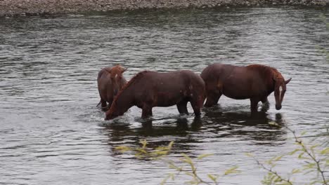 a horse submerges its head in the salt river with two other horses next to it