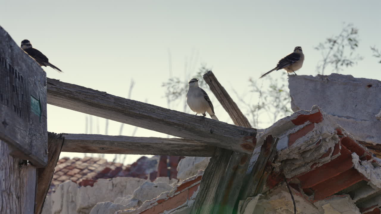 Hornero aka Furnarius birds resting on old wooden structure as a demolished construction of a coastal residential community