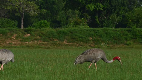 Eastern-Sarus-Crane,-Antigone-antigone-sharpii