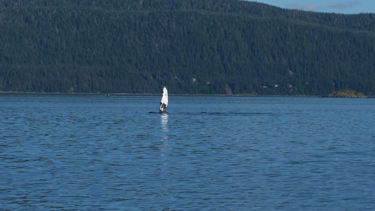Bultrug die met zijn vin op het water slaat, Alaska. Vertraagde beweging.