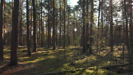 Moving-sideways-in-a-beautiful-forest-on-a-bright-sunny-day