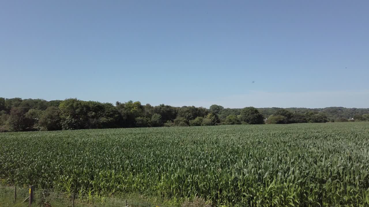 Agricultural corn field farmland crop blowing in breeze dolly left