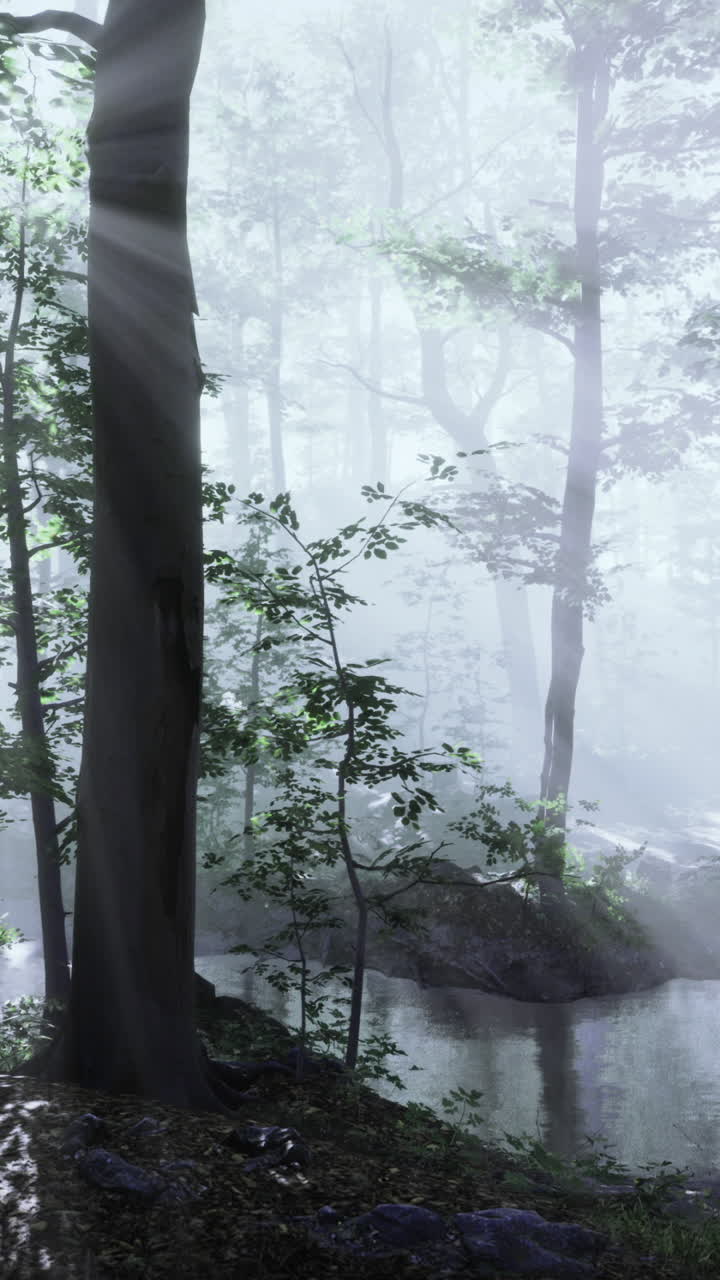 Misty forest landscape with gentle sunlight streaming through trees