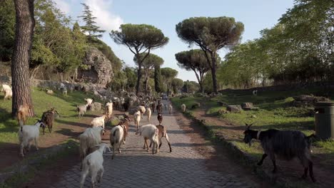 walk on appian way in rome along with a herd of sheeps and goats on a sunny day