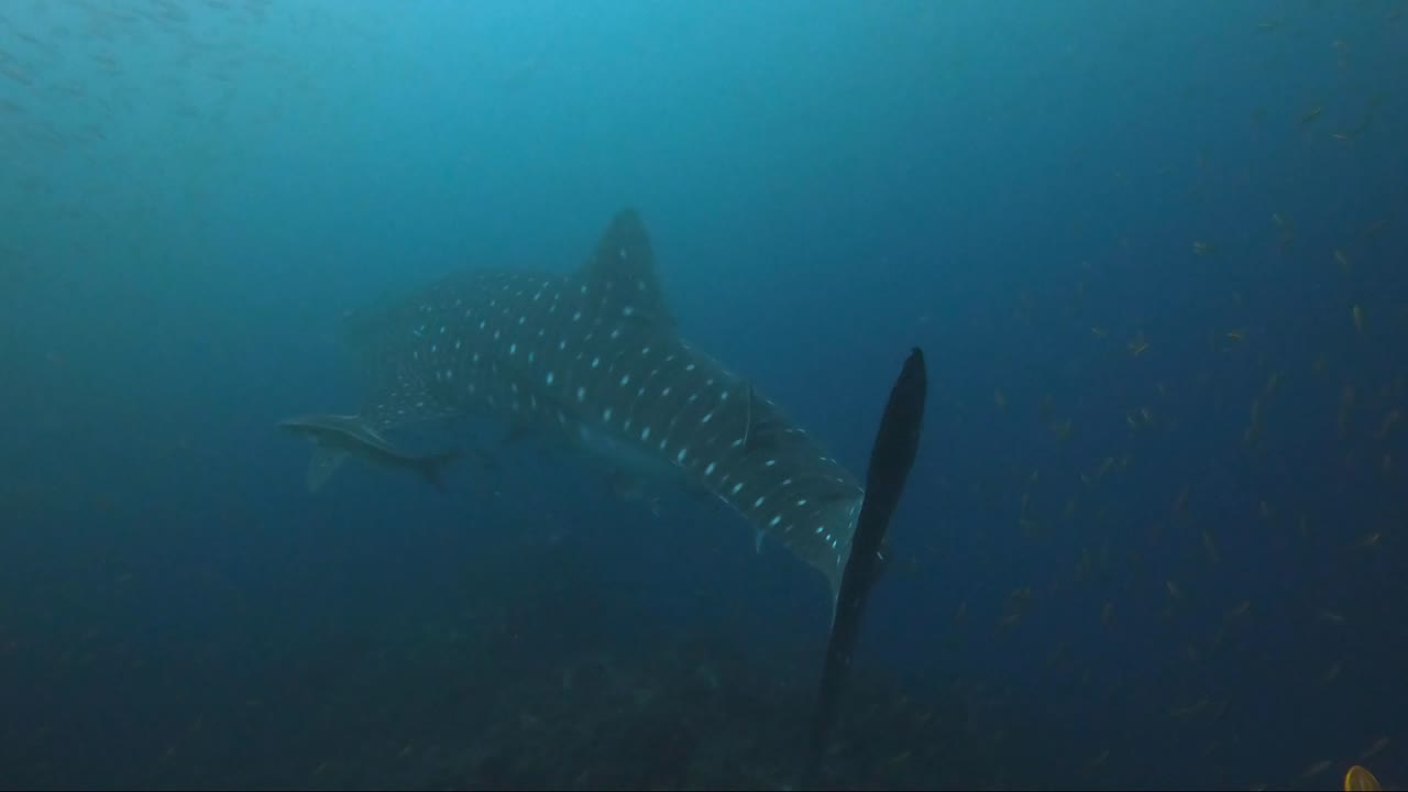 el tiburón ballena se aleja nadando con un halo de peces alrededor