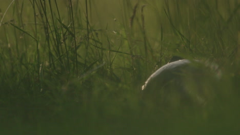 turtle hiding in the grass