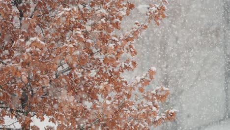 first snow swirls slowly falling on dry oak tree leaves