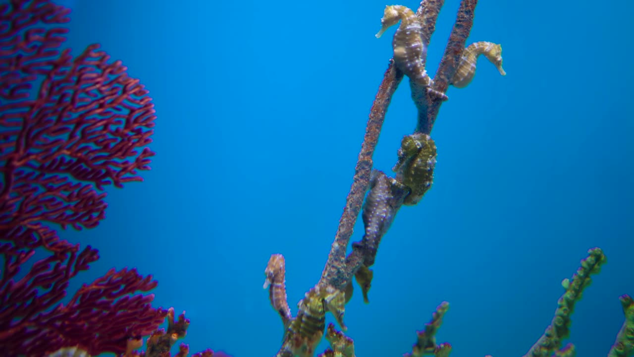 gran acuario decorado con un arrecife de coral con peces tropicales, tortugas y rayas