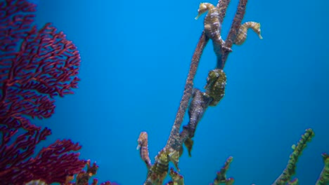 gran acuario decorado con un arrecife de coral con peces tropicales, tortugas y rayas