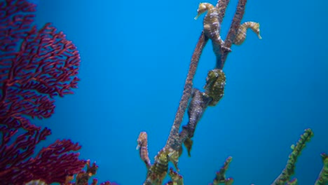 large aquarium decorated with a coral reef with tropical fish, turtles and stingrays