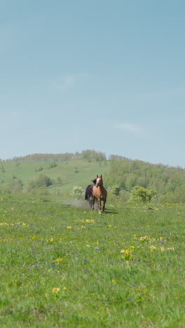 light brown horse with dark friend run freely along field with small yellow flowers against hills on horizon slow motion. equine animals live safe in wild nature