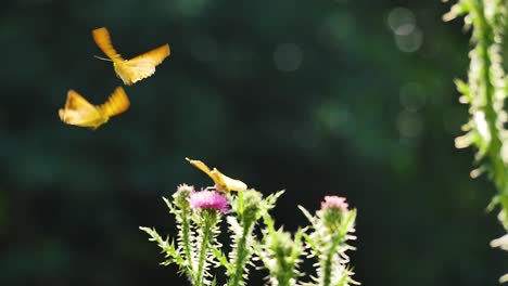 two european butterflies flying around thistle flowers together appearing to dance