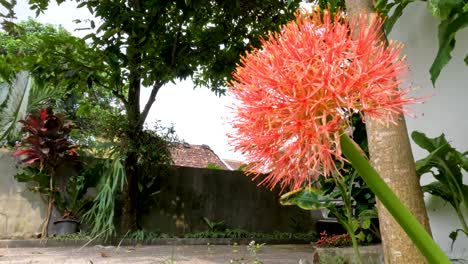 planta de scadoxus con flores, tiene una forma de bola roja, tallos verdes débiles
