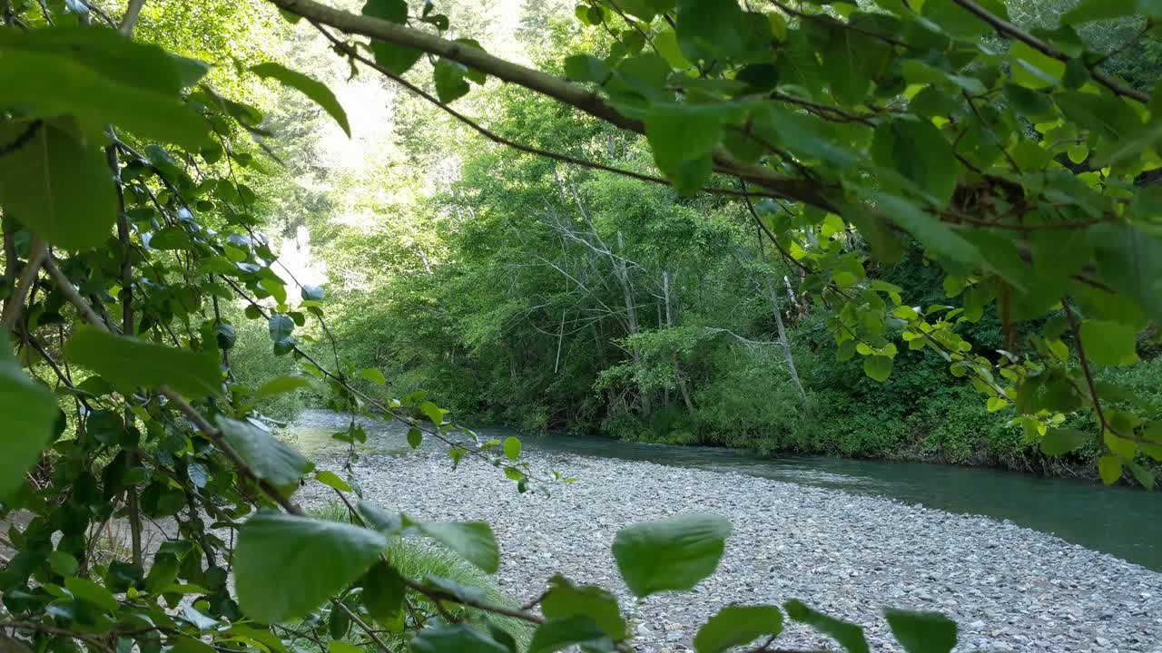 Redwood forest looking at creek through leaves