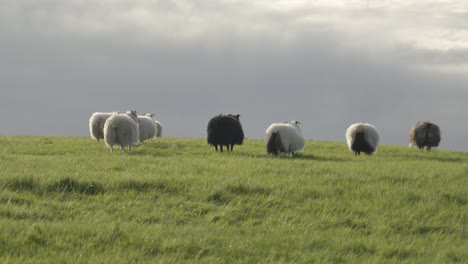 field with herd of sheep running in slow motion, grassland iceland
