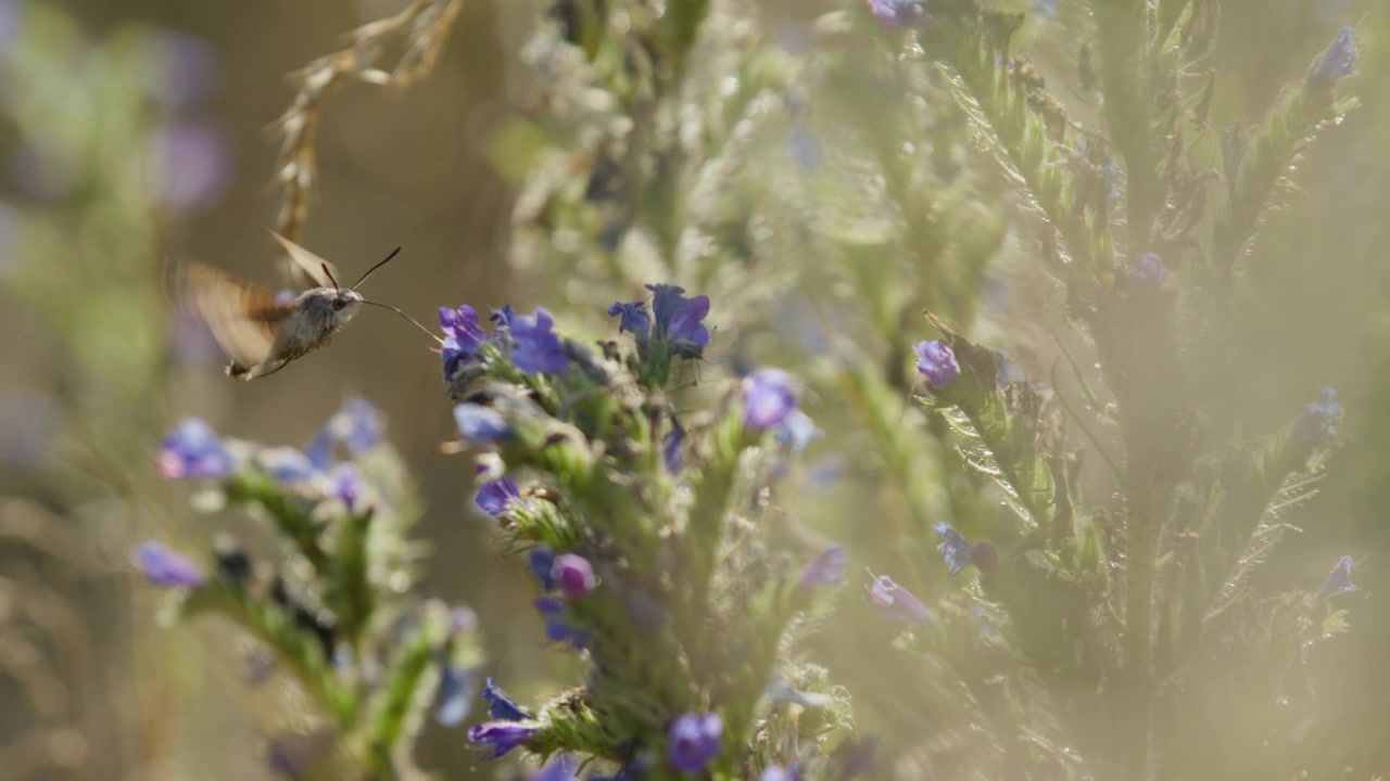 Hovering Hummingbird hawk-moth use proboscis to suck nectar from flowers, slowmo
