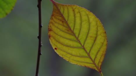 close-up of a vibrant green leaf and autumn leaf