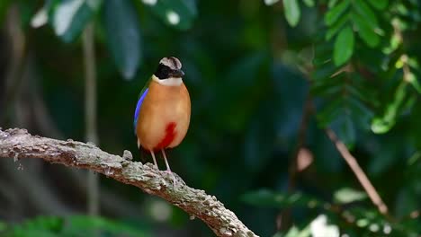 The-Blue-winged-Pitta-has-seven-visible-colours-and-it-is-commonly-found-in-Thailand-and-other-Southeast-Asian-countries