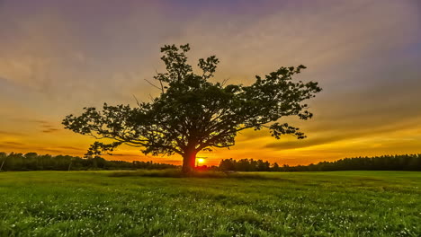 4K-Time-lapse-of-golden-sunset-behind-green-Leaf-Tree-Silhouette-on-cold-winter-day---Light-of-Sun-illuminating-rural-snowy-field-in-Nature