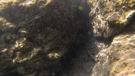 Underwater-shot-of-shoal-of-Small-fish-on-tropical-coral-reef-in-India-1