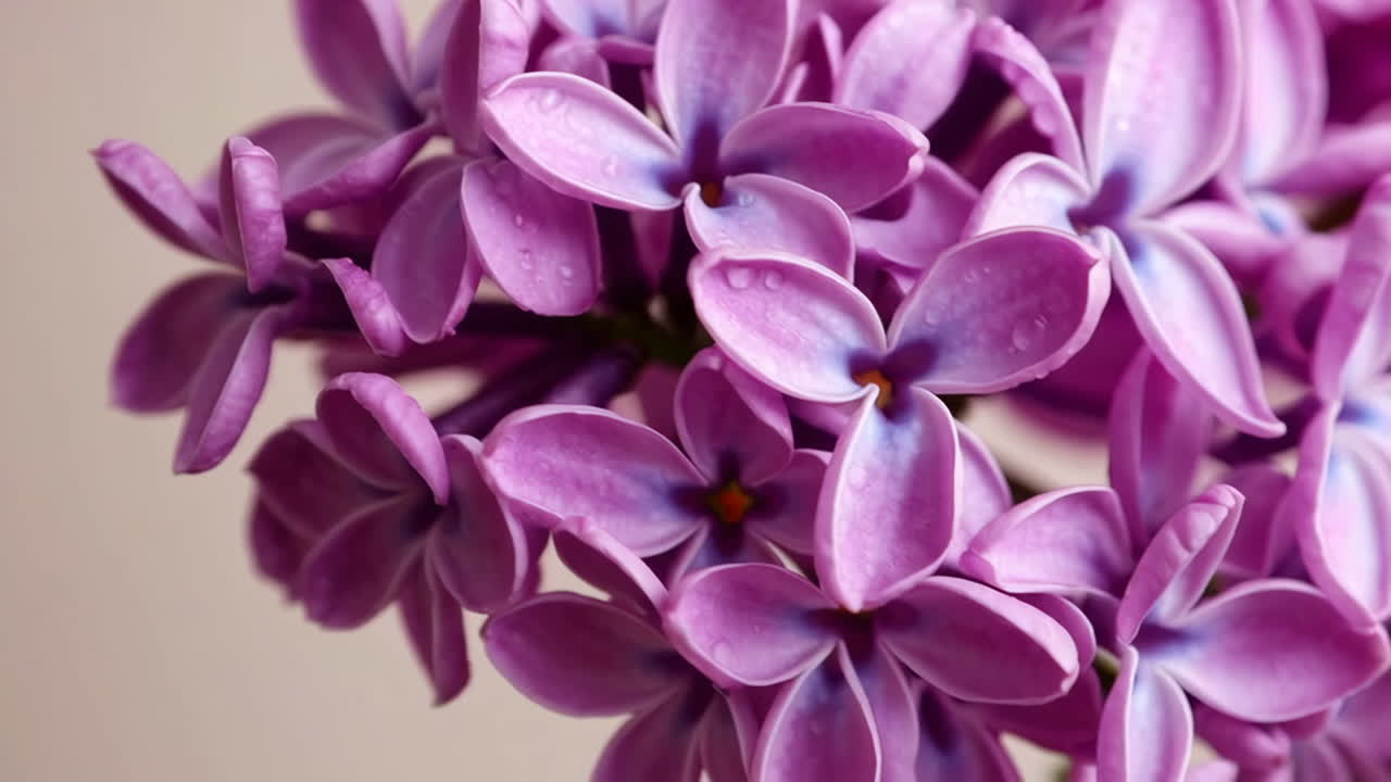 Close-up of a Lilac Bouquet