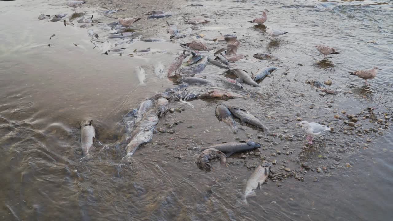 Dead salmon scattered along the shore during a salmon run in shallow water