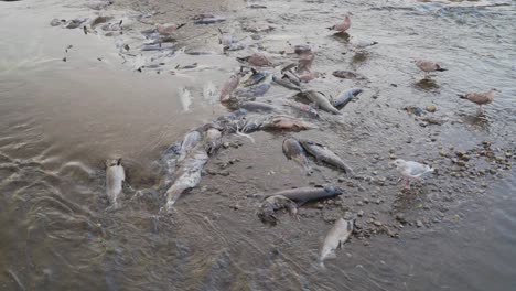 dead salmon scattered along the shore during a salmon run in shallow water