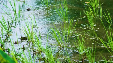 snake capturing frog in freshwater marsh with grasses and ripples in rural bangladesh