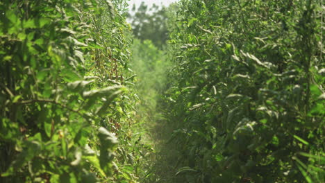 farmer walk in agricultural organic tomato plantation with a bag fill with fresh natural vegetable, seasonal job harvesting picking