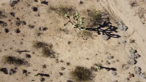 Eine-Luftaufnahme-Von-Oben-Nach-Unten-Rotierender-Wüstenblick-Auf-Den-Joshua-Tree-Park-Der-Amerikanischen-Ureinwohner