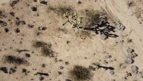 an aerial top down rotating desert view of native american joshua tree park