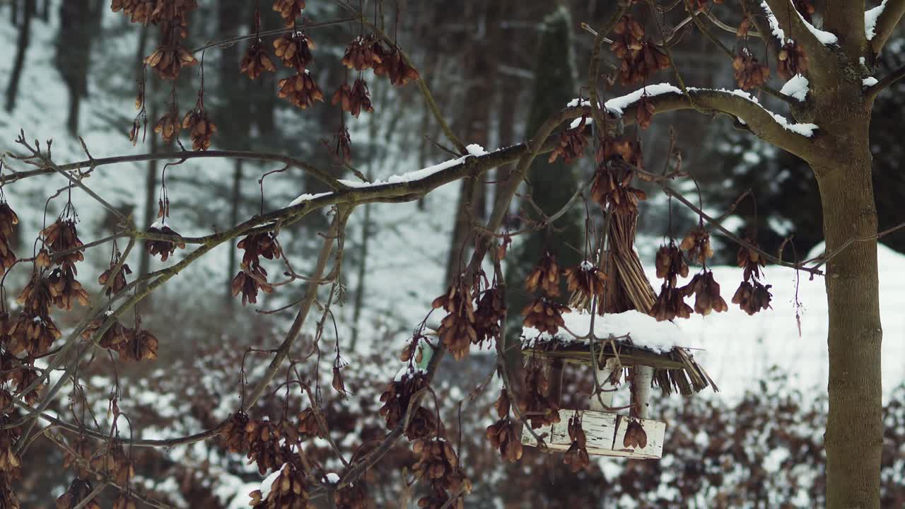 los carboneros se deslizan alrededor del comedero para pájaros y el árbol en un paisaje nevado de invierno