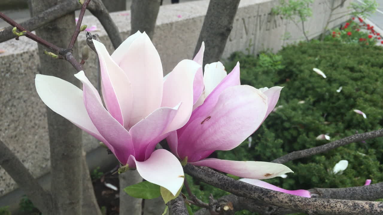 cerca de un magnolio chino o un árbol de tulipanes en toronto, ontario, canadá