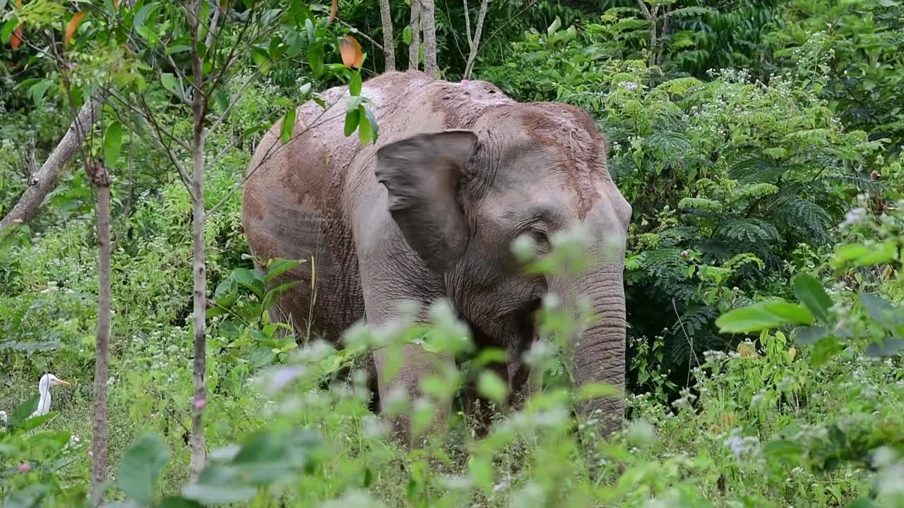 アジアゾウは絶滅危惧種であり、タイの居住者でもあります