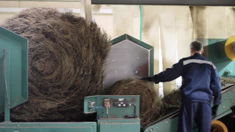 Landwirtschaftliche-Fabriklinie.-Heuhaufen-Am-Fließband.-Heuhaufen-In-Der-Fabrik