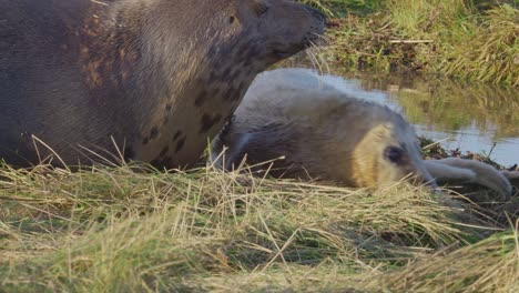 During-Atlantic-grey-seal-breeding-season,-newborn-pups-with-white-fur-experience-maternal-care,-bonding-in-the-warm-November-sun