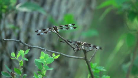 A-dragonfly-lands-and-then-takes-flight-once-again-in-slow-motion