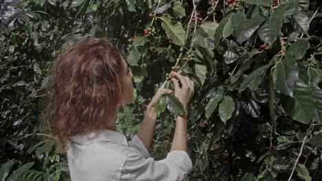 woman picking coffee beans